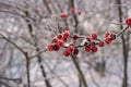 Ilex verticillata or winterberry covered with hoarfrost Royalty Free Stock Photo